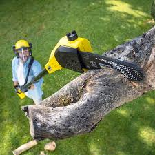 Best Lawn Renovation and Restoration  in Spearfish, SD